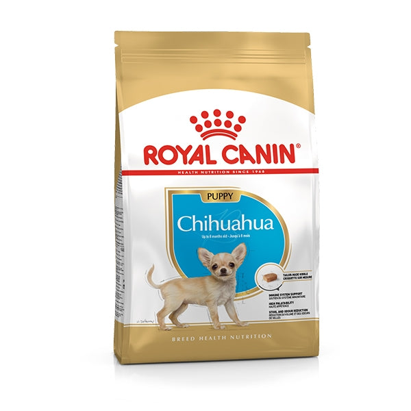 Chihuahua Junior
