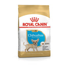 Chihuahua Junior