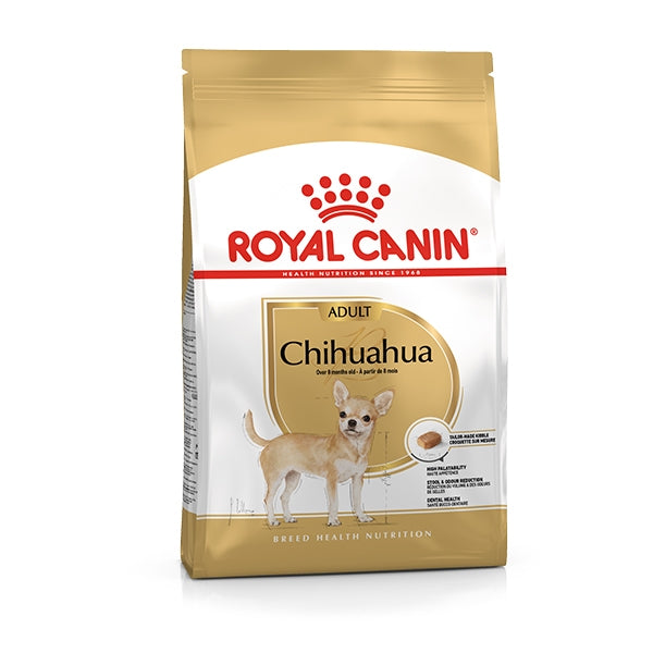 Adult Chihuahua