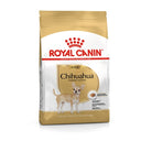 Adult Chihuahua