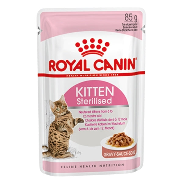 Kitten Sterilised in Salsa