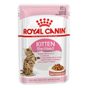 Kitten Sterilised in Salsa
